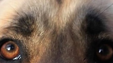 Disponen una perimetral y le quitan la tenencia de su perra a un joven que abusó de ella