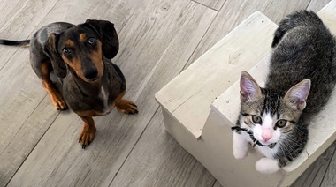 La pandemia y el auge de las mascotas