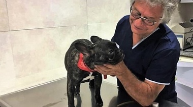 ¿Cómo gestionar exitosamente la reproducción en caninos?