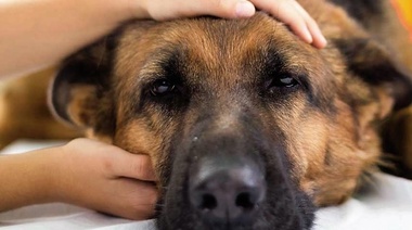 Avances en el tratamiento de la epilepsia idiopática canina