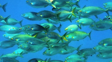 Nueva estrategia para mejorar la sanidad y el bienestar de los animales acuáticos