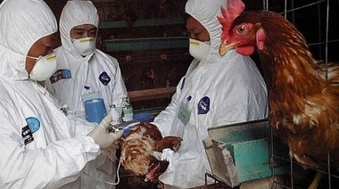 China ha confirmado el primer caso de gripe aviar H10N3 en humanos