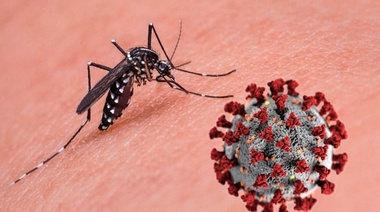 Científicas argentinas estudian la doble infección de dengue y Covid-19