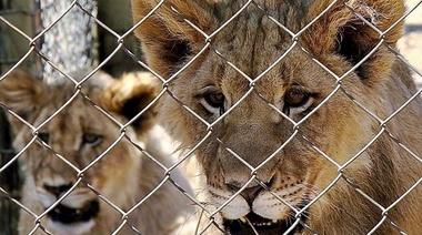 Sudáfrica prohibirá la cría de leones para caza y actividades turísticas