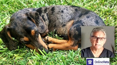 Evaluación de la fertilidad en la perra - Parte 5