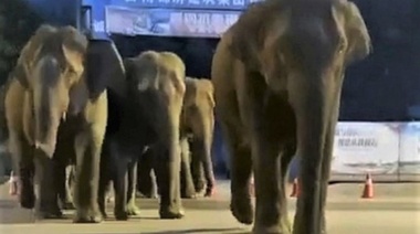 Una manada de elefantes inició hace más de un año un viaje con rumbo y destino que desconcierta a los expertos