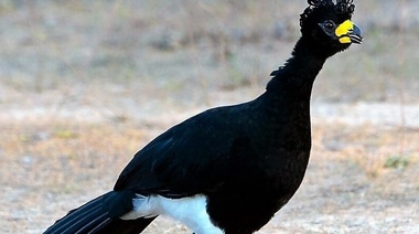 Liberan ejemplares de muitúes en el Parque Nacional Chaco