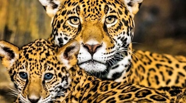 En Argentina quedan solo unos 250 ejemplares de Yaguareté