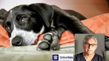 Evaluación de la fertilidad en la perra - Parte 6 Final