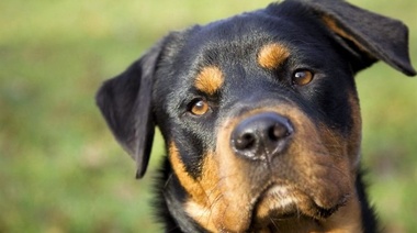 Es obligatorio registrar a los "perros potencialmente peligrosos" en CABA