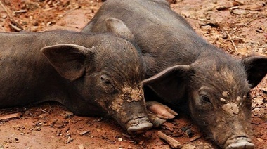 Detectaron Triquinosis en cerdos silvestres en Bariloche