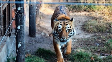 Rescataron un tigre de bengala y una leona en un campo de Santa Fe