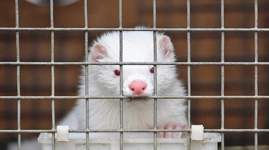 Nueva Guía para Trabajar en Granjas de Animales Susceptibles a Covid-19