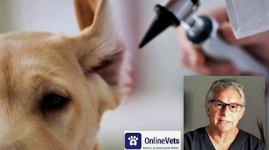 Las otitis externas son una de las causas más frecuentes de consulta en la clínica diaria