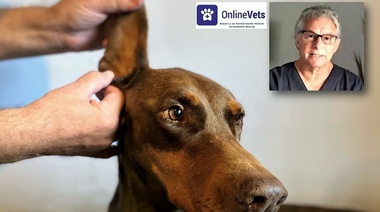 Otitis Externa: La enfermedad clínica (Parte 2)