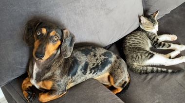 ¿Cómo afectó la pandemia el bienestar y el comportamiento de los animales de compañía?