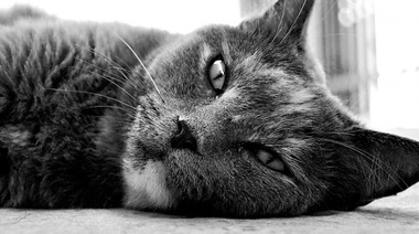 Nuevas pautas para el cuidado de gatos adultos