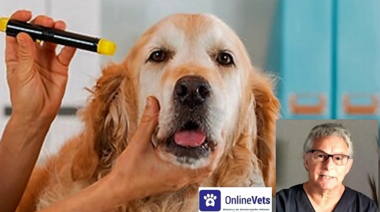 Tratamiento de las Otitis Externas (Parte 3)