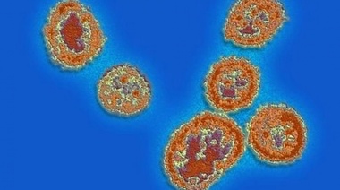 Desarrollan una plataforma digital para clasificar el riesgo de los virus zoonóticos