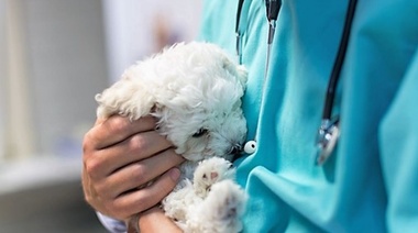 "El bienestar animal es un mandato fundamental de toda la comunidad veterinaria"