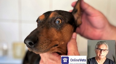 Tratamiento de las Otitis Externas (Parte 4)