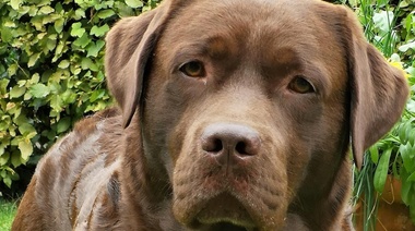 El Labrador Retriever tiene predisposición a osteoartritis y lipomas