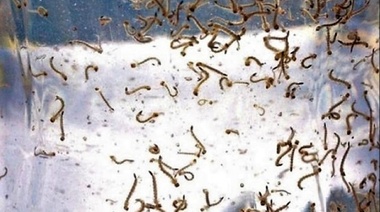 El dengue se ha extendido en nuevas regiones Argentinas