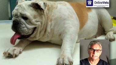 Piodermia recurrente