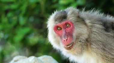 Un veterinario fallece después de infectarse con una cepa del Herpes B de los primates