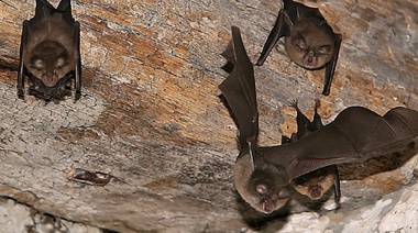 Hallan un virus relacionado con el SARS-CoV-2