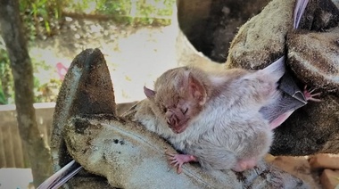 Recuerdan la obligatoriedad de notificación inmediata ante la sospecha de rabia paresiante