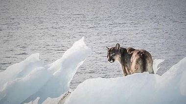 Creen que el puma que había sido avistado sobre un témpano regresó nadando a tierra firme