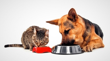 Nuevas pautas nutricionales caninas y felinas