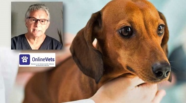 Piodermia recurrente (Parte 2)