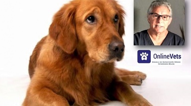 Piodermia recurrente (Parte 3)