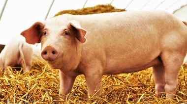 La OIE insta a actuar con urgencia para frenar la propagación de la peste porcina africana