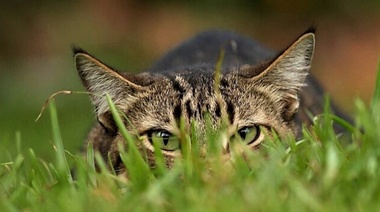 Una mascota con alma de león