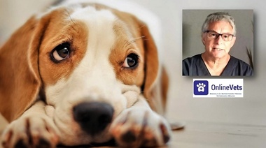 La próstata canina y la enfermedad prostática