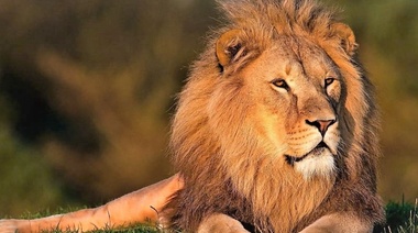 El rey de la selva tiene su día de conmemoración