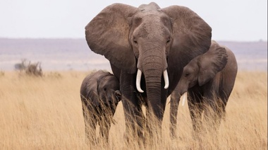 ¿Por qué se celebra el Día Mundial del Elefante?