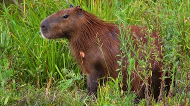 Estudian reubicar a los carpinchos de Nordelta