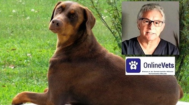 La próstata canina y la enfermedad prostática - Segunda Parte