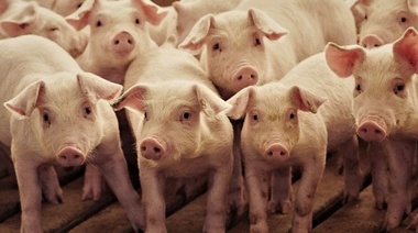 Especialistas internacionales viajaron a República Dominicana para gestionar la PPA