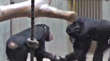 Bonobos y chimpancés intercambian señales y se miran cuando inician o terminan acciones conjuntas