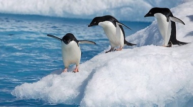 Los pingüinos de la Antártida ingieren en su dieta altos porcentajes de microplásticos