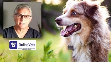 La próstata canina y la enfermedad prostática – Tercera parte