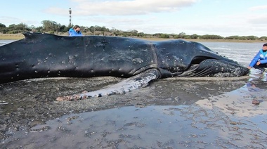 Alerta por el aumento de varamientos de ballenas en la región