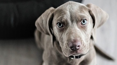 Analizan el fenómeno de los "cachorros pandémicos"