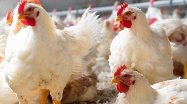 Apelan a una rápida reducción del uso de antimicrobianos en los sistemas alimentarios mundiales