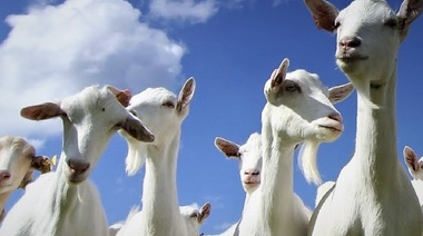 Nuevas guías para el control y prevención de la peste de los pequeños rumiantes